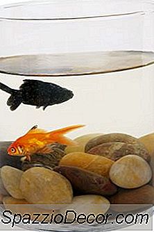 Hvad Sker Der, Når En Guldfisk Begynder At Blive Sort Overalt?