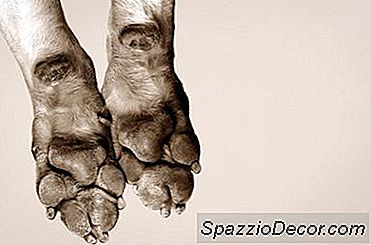 Welke Huishoudelijke Remedie Zal Een Hond Ervan Weerhouden Zijn Poten Te Likken?