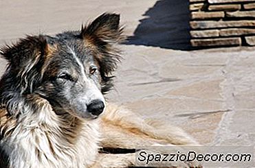 Welche Menschliche Nahrung Macht Einen Hund Krank?