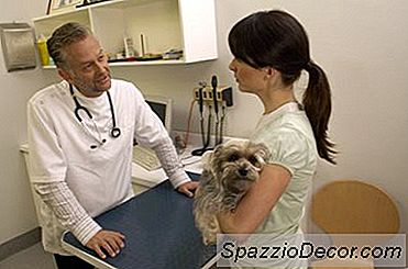 Que Faire Si La Maladie De Lyme Chez Un Chien Ne Disparaît Pas Après La Prise D'Antibiotiques?