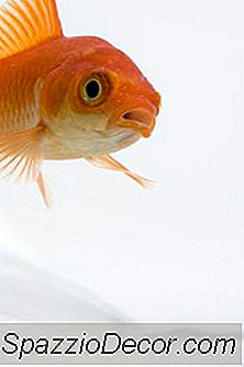 Bir Goldfish'In Uygun Bakımla Ortalama Yaşam Süreci Nedir?