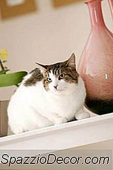 Qual É A Melhor Superfície De Gabinete Para Suportar A Urina Do Gato?