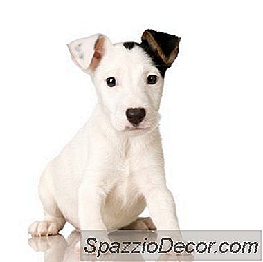 Co Je Nejlepší Použít Pro Set-In Dog Pee Stains?