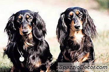 Cosa È Meglio Per Gli Involucri Dei Peli Di Cane: Carta O Plastica?