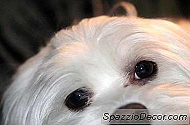 Apa Penyakit Cushing Pada Anjing Bichon Frise?