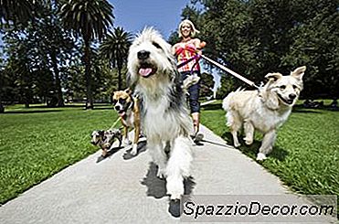 Cos'È Da2Pp Per Cani?