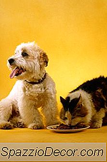 Apa Perbedaan Antara Makanan Anjing Kaleng & Makanan Kucing Kaleng?