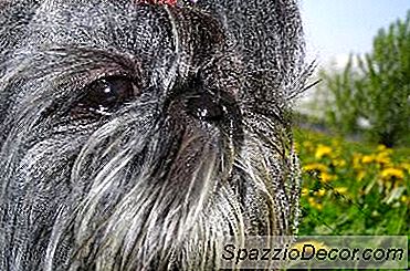 ¿Cuál Es La Diferencia Entre Las Razas De Perros Lhasa Apso Y Shih Tzu?