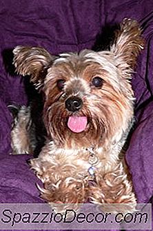 ¿Cuál Es La Diferencia Entre Un Yorkie Y Un Sedoso Terrier