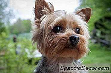 Quelle Est La Différence Entre Un Jouet Yorkie &Amp; Teacup Yorkie?