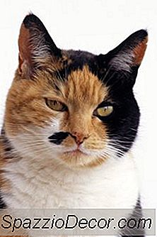 Hva Er En Fortynnet Calico Cat?