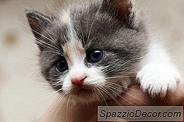 O Que É Um Bom Lugar Para Manter Um Gatinho Quando Você Não Está Em Casa?