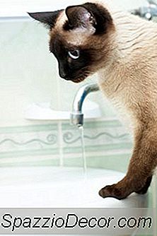 Wat Is Een Gezond Alternatief Voor Klonterende Kattenbakvulling?