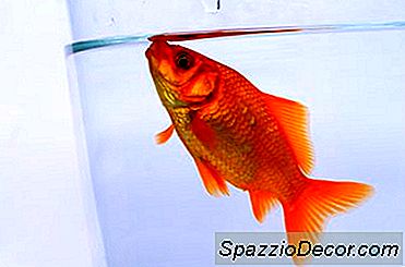 Che Cosa Sta Arrestando La Crescita Di Un Pesce Rosso?