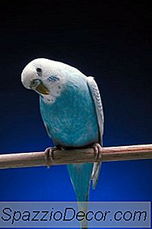 Ce Este Toxic Pentru Paraketuri?