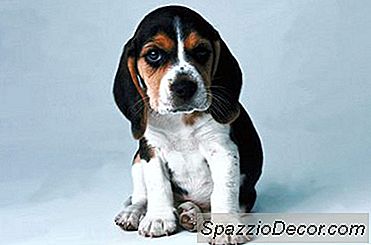 Was Ist Eine Well Puppy Prüfung?