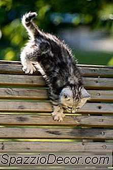 猫が木の上で噛んでいる場合の意味