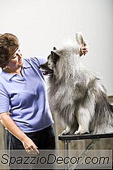 ¿Qué Tipo De Cepillo Utilizan Los Peluqueros De Perros?