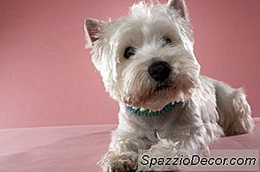 어떤 종류의 개가 Cesar Puppy Food Commercial에 있습니까?