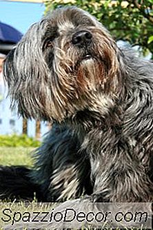 Que Tipo De Cão Worms Se Parece Com Arroz?