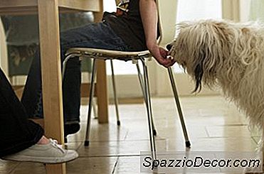 Wat Voor Soort Voedsel Is Goed Voor Honden?