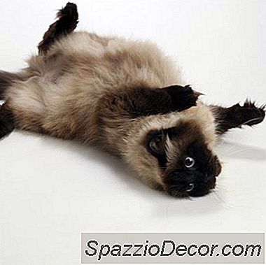 Che Tipo Di Problemi Medici Possono Avere I Gatti Dell'Himalaya?