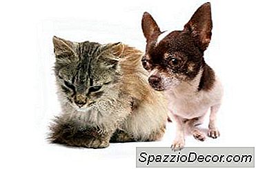 Kediler Ve Köpekler Ne Tür Bağırsak Parazitleri Aktarır?