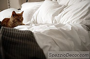 정상 실내 고양이 수명은 무엇입니까?