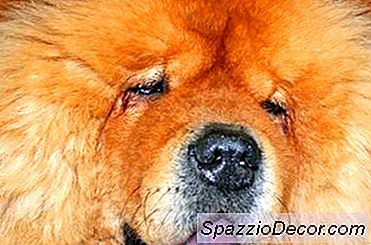 Que Faire Pour Un Point Chaud Sur Un Chow Chow