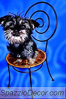 Que Faire Si Votre Mini Schnauzer Est Timide?