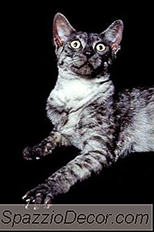 Que hacer alergia gatos