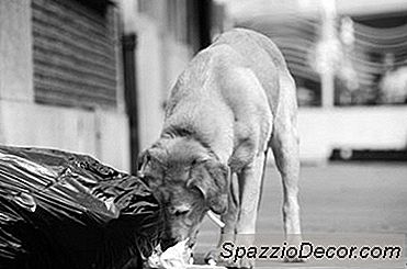 O Que Colocar Em Torno De Uma Lata De Lixo Para Impedir Os Cães De Entrar Nela