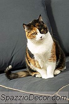Apa Jenis Makanan Yang Harus Dimakan Kucing Dengan Flutd?