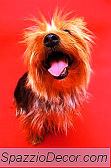 Những Loại Rau Có Lợi Cho Người York?