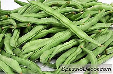 ¿Qué Verduras Puedo Alimentar A Mi Perro?
