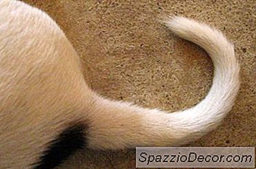 Ce Que La Queue De Votre Chien Vous Dit