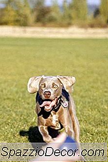 Köpekler Ne Zaman Sakinleşir?
