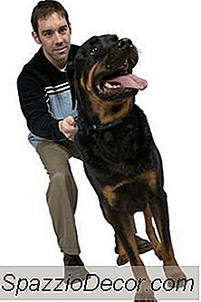 Kapan A Rottweiler Berhenti Bertumbuh?