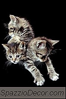 ¿Cuándo Es Seguro Tocar A Los Gatitos Recién Nacidos?