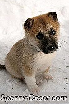 Wann Sollte Ein Welpe Seine Ersten Schüsse Haben?