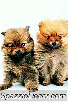 Quand Donner Des Coups De Feu Aux Animaux De Compagnie Poméraniens