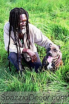 Onde Pit Bulls Se Originou?