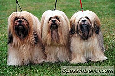 Quale Razza Di Cane Ha Le Ciglia Canine Più Lunghe?