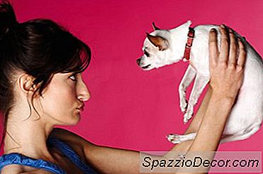 Perché I Chihuahua Sono Così Iper?