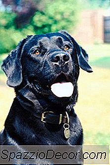 Por Que Os Cães Estão Sempre Enterrando Coisas?