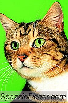 बिल्लियों के कान के शीर्ष में स्लिट्स क्यों होते हैं?