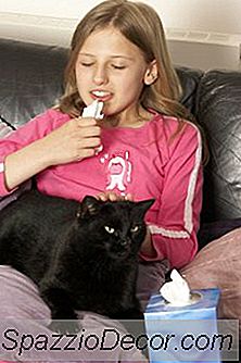 Por Que Os Gatos Freqüentemente Vomitam Na Casa