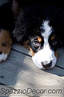 Por Que Os Cães Comem Coisas Estranhas?