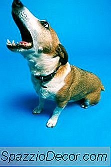 Tasmasını Çıkarırken Neden Köpekler Çıldırıyor?