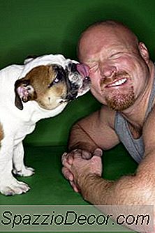 Köpekler Neden İnsanın Yüzünü Yalıyor?